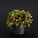 Evermotion Archmodels vol. 280 Interior Pot Plants original render 2