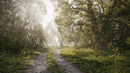 Evermotion Archmodels vol. 283 Spring Trees original render 1