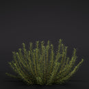 Evermotion Archmodels vol. 286 Garden Plants original render 4