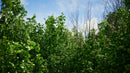 Evermotion Archmodels vol. 299 Summer and Autumn Trees original render 1