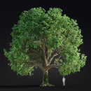 Evermotion Archmodels vol. 299 Summer and Autumn Trees original render 3