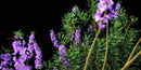 iBushes vol.1 official 3D model preview 2