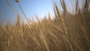 iGrass official 3D model preview 1