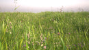 iGrass official 3D model preview 2