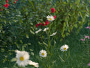 iFlowers vol.1 Field official 3D model collection preview 2