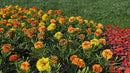 iFlowers vol.3 Flowerbeds official 3D model collection preview 2