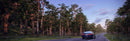 iTrees vol.5 Pine Trees official 3D tree model preview 2