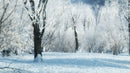 iTrees vol.3 Winter official 3D tree model preview 1