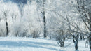 iTrees vol.3 Winter official 3D tree model preview 2