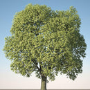 KarbaTrees vol.1 official 3D model preview 2