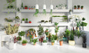 Archmodels vol. 141 (Evermotion 3D Models) - Indoor Small Potted Plants, Trees & Flowers
