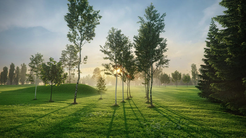 Trees Bundle (Evermotion 3D Models) - Architectural Visualizations