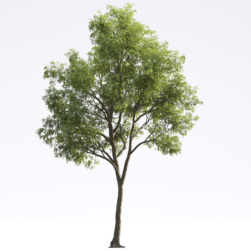 Evermotion Models Tree Archmodels vol. 250 (Evermotion 3D Models) - Architectural Visualizati ...