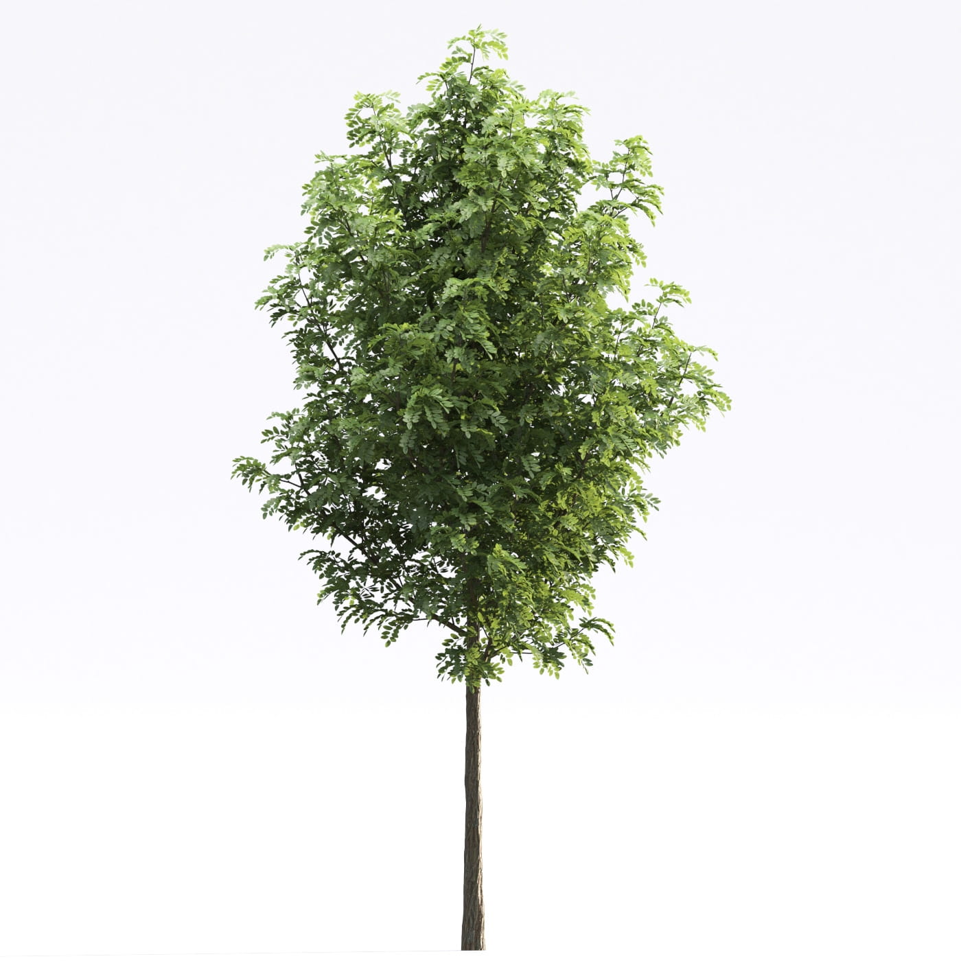 Evermotion Models Tree Archmodels vol. 250 (Evermotion 3D Models) - Architectural Visualizati ...
