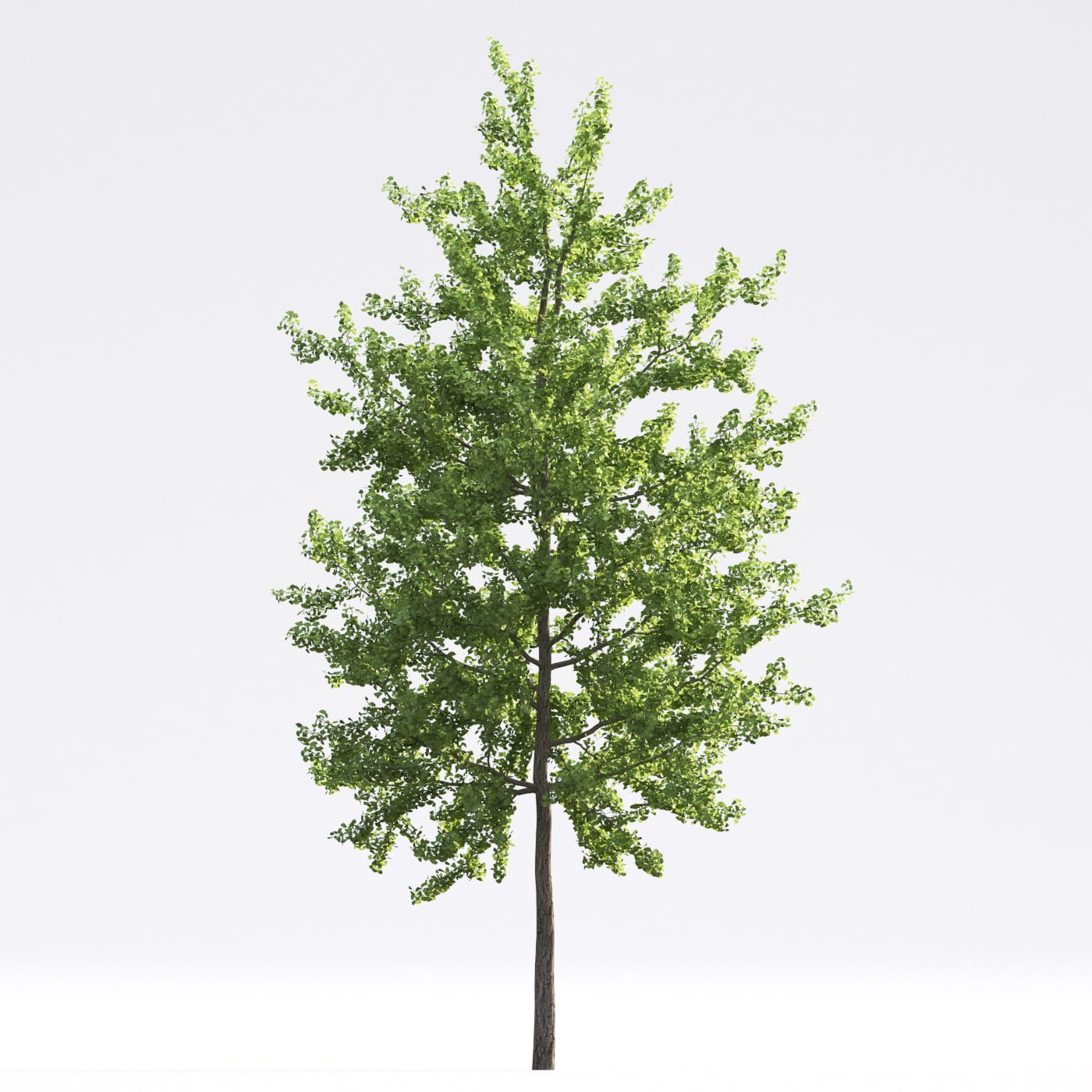 Evermotion Models Tree Archmodels vol. 250 (Evermotion 3D Models) - Architectural Visualizati ...