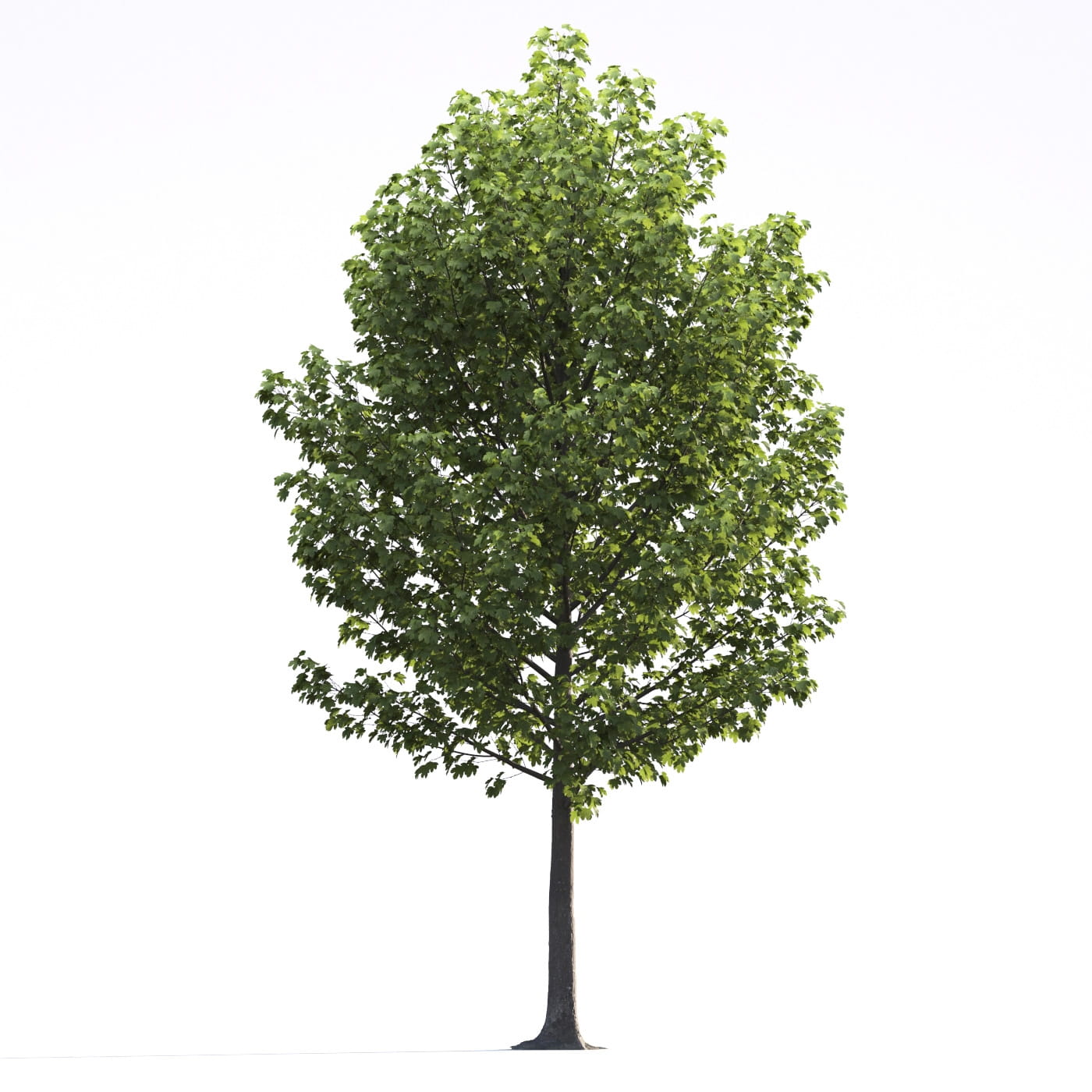 Evermotion Models Tree Archmodels vol. 250 (Evermotion 3D Models) - Architectural Visualizati ...