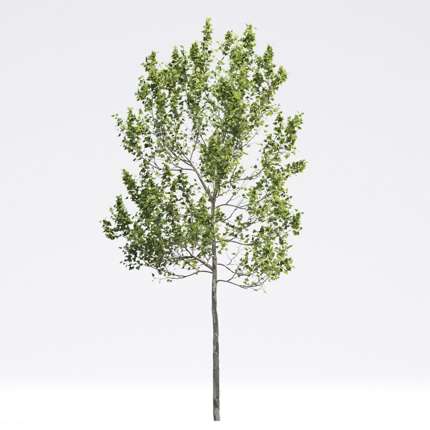 Evermotion Models Tree Archmodels vol. 250 (Evermotion 3D Models) - Architectural Visualizati ...