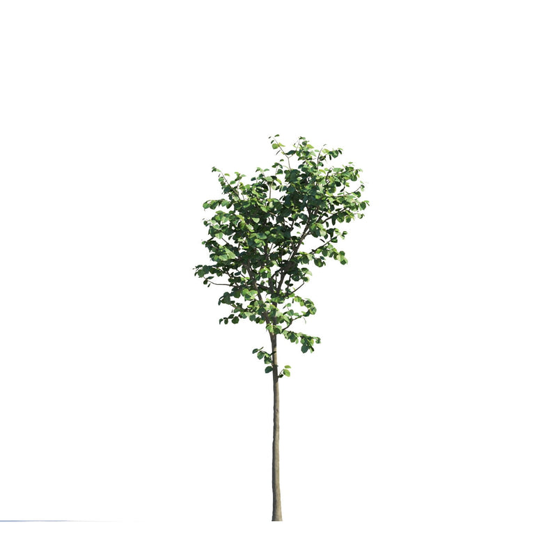 Archmodels vol. 258 (Evermotion 3D Models) - Architectural Visualizations